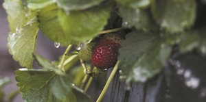 Maltempo: l’agricoltura teme l’effetto “Dzud” che può mettere a rischio il 38% della frutta primaverile